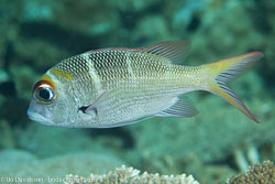 BD-130713-Maldives-0396-Monotaxis-grandoculis-(Forsskål.-1775)-[Humpnose-big-eye-bream].jpg